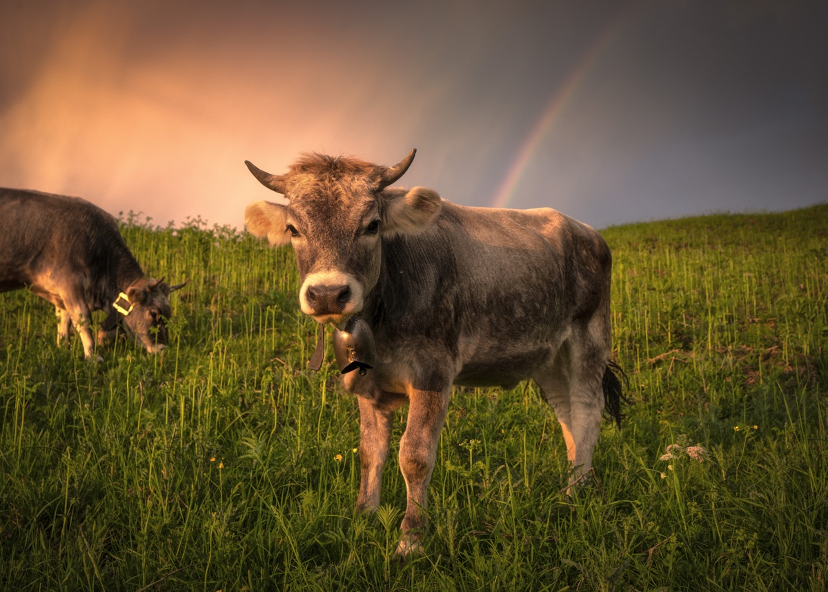 Panorama Allgäu Alpen Berge Kuh Braunvieh Vieh Rind Rinder Kühe Viehscheid Alp Alm Abtrieb Bergsommer Regenbogen Oberstdorf Oberallgäu orange rot