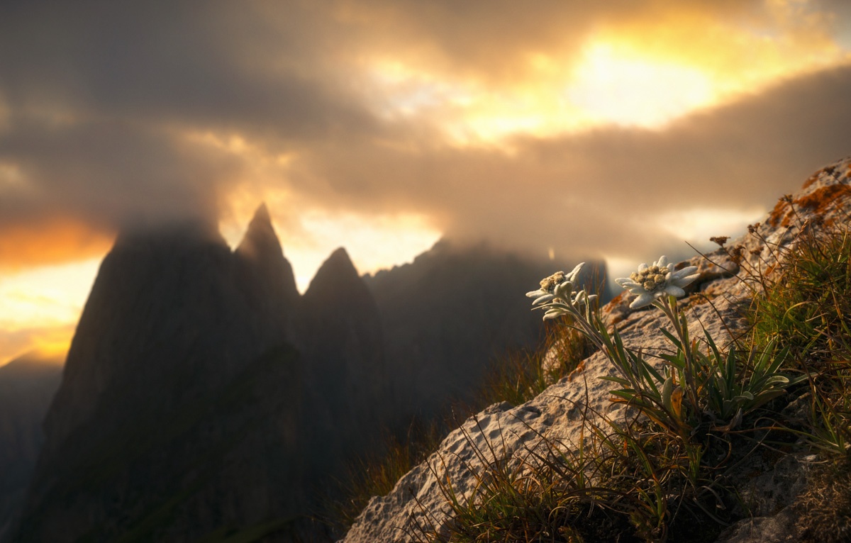 Meine Lieblingsmotive - 6625 - a607ce2e 1 Panorama Dolomiten Sonnen Wolken Blumen Bergblumen Edelweiss schwarz weiß orange rot sommer sonne