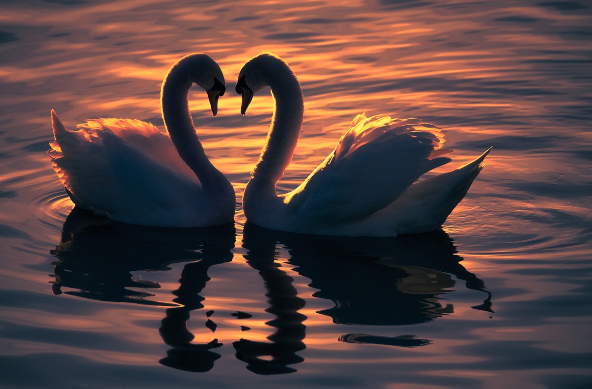 Meine Lieblingsmotive - 8555 - f9c362a2 1 allgäu bilder Panorama Allgäu Alpen Berge Schwan Schwäne Bodensee Sonnenuntergang Tier Liebe Zweisamkeit Oberallgäu rot sommer sonne