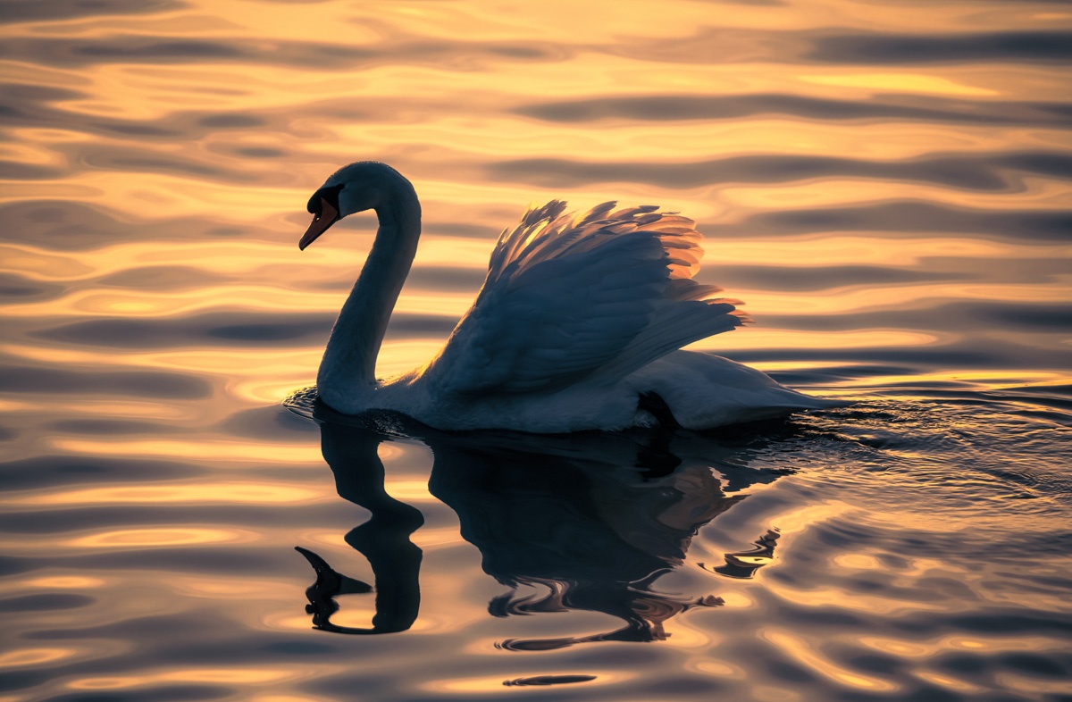 Meine Lieblingsmotive - 8605 - 9f0700a8 1 Panorama Allgäu Alpen Berge Schwan Schwäne Bodensee Sonnenuntergang Tier Oberallgäu rot sommer sonne