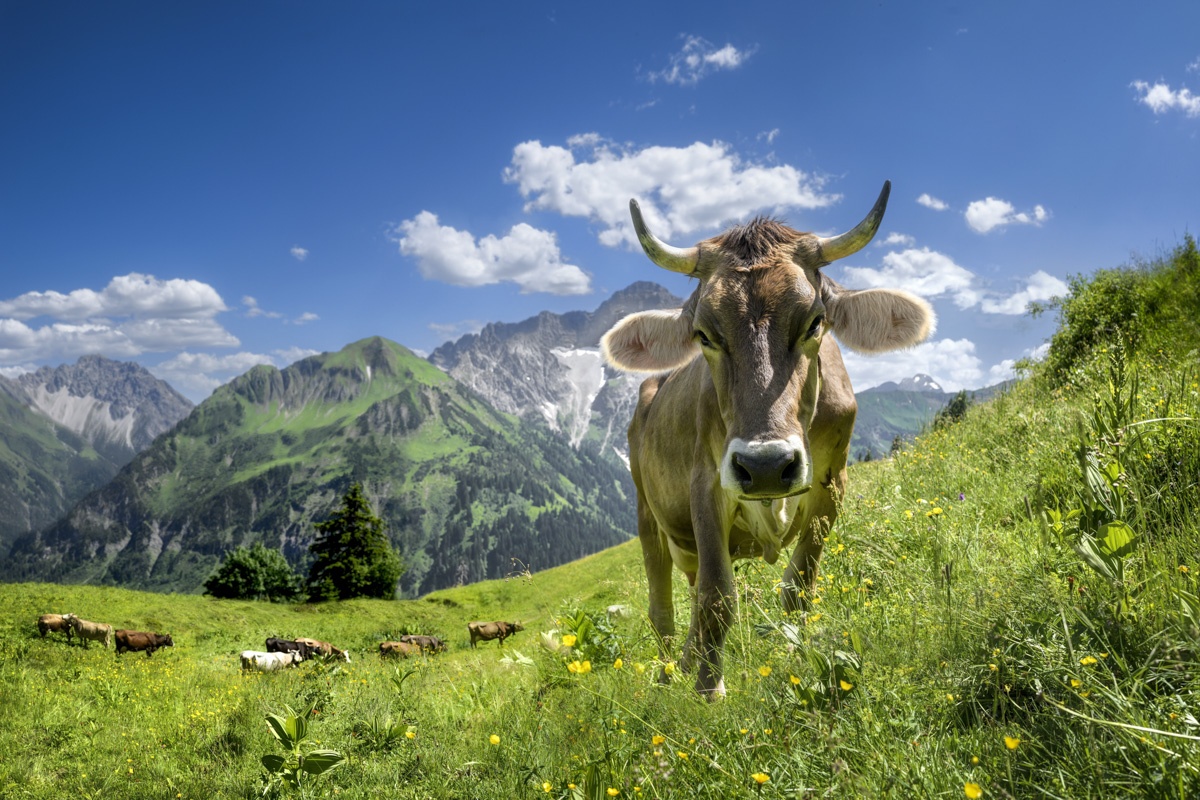 Panorama Allgäu Alpen Berge Sommer nebelhorn kuhbild kuh mit Hörnern bergsommer grün blau Kleinwalsertal Widderstein Walmendinger Horn wolken
