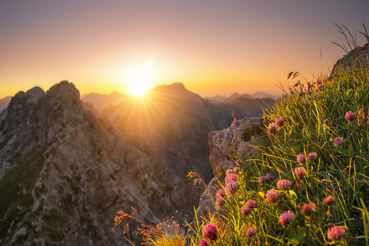 Meine Lieblingsmotive - 6705 - eee9a93e 1 Klee Bergblumen Allgäu Alpen Nebelhorn Berge Oberstdorf Sommer Alpenglühen Sonnenuntergang Blumen Bergblumen Oberallgäu grüne wiesen blauer himmel sonne