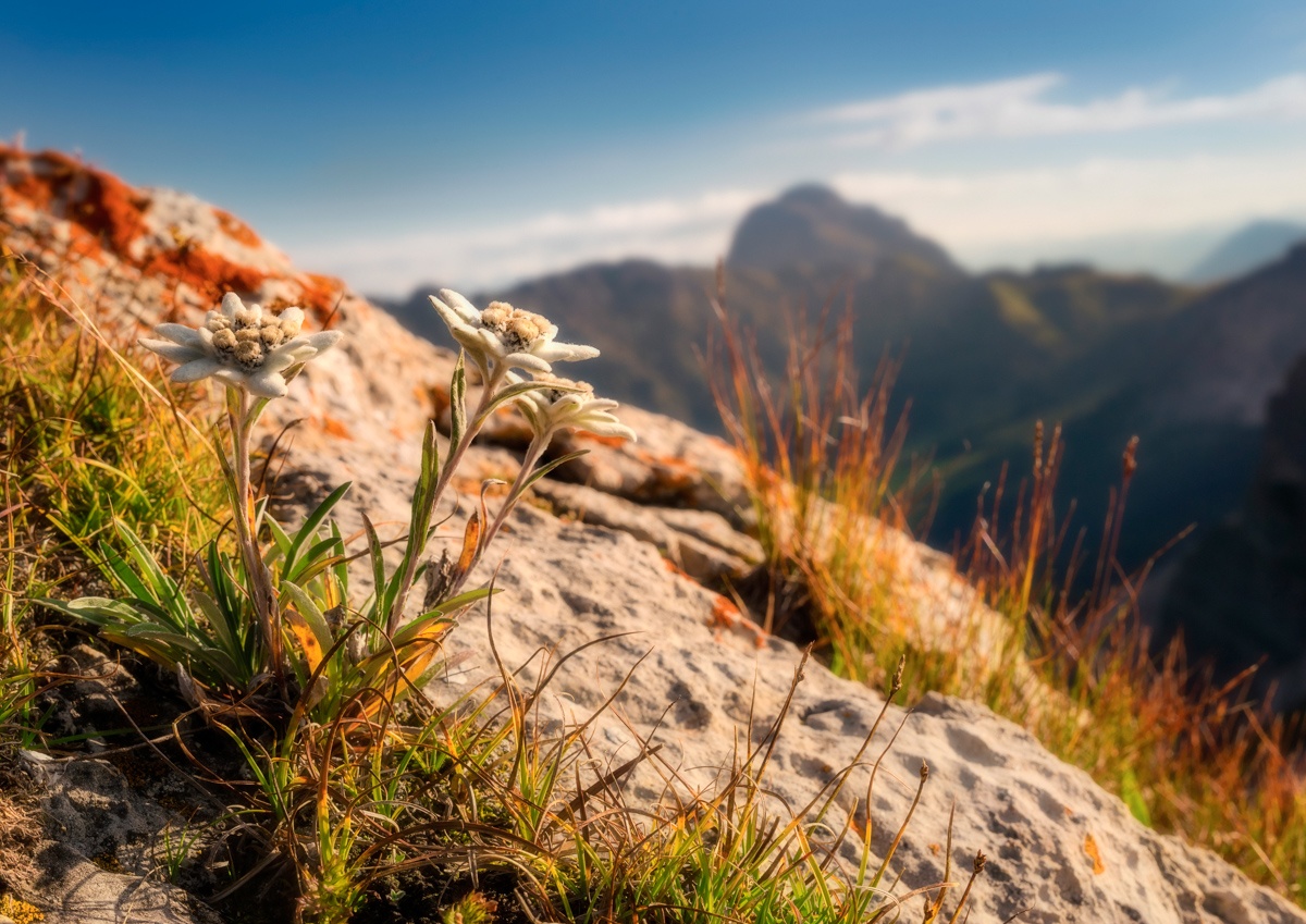 Fotogalerie Oberstdorf Bild - 7103 - bd43f7ae 1 fotogalerie oberstdorf Dolomiten Sonnenaufgang Alpenglühen Blumen Bergblumen Edelweiss grün blauer himmel sommer sonne
