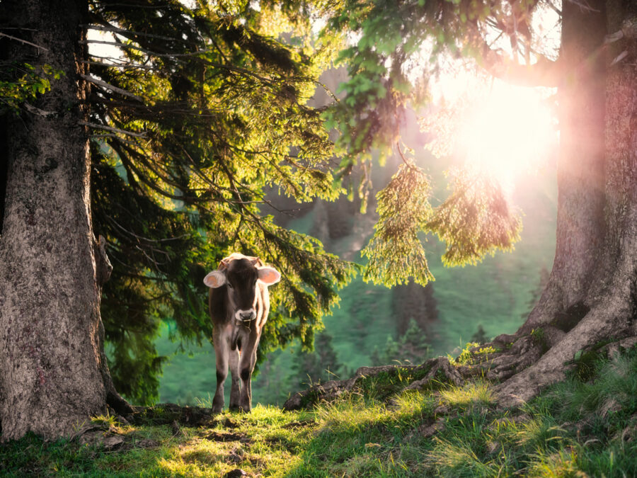 Jonathan Besler - Dein Landschaftsfotograf aus dem Allgäu. 1 20_8361-Panorama-Allgäu-Alpen-Berge-Kuh-Braunvieh-Vieh-Rind-Rinder-Kühe-Viehscheid-Alp-Alm-Abtrieb-Bergsommer-Oberallgäu-grün-schwarz+++