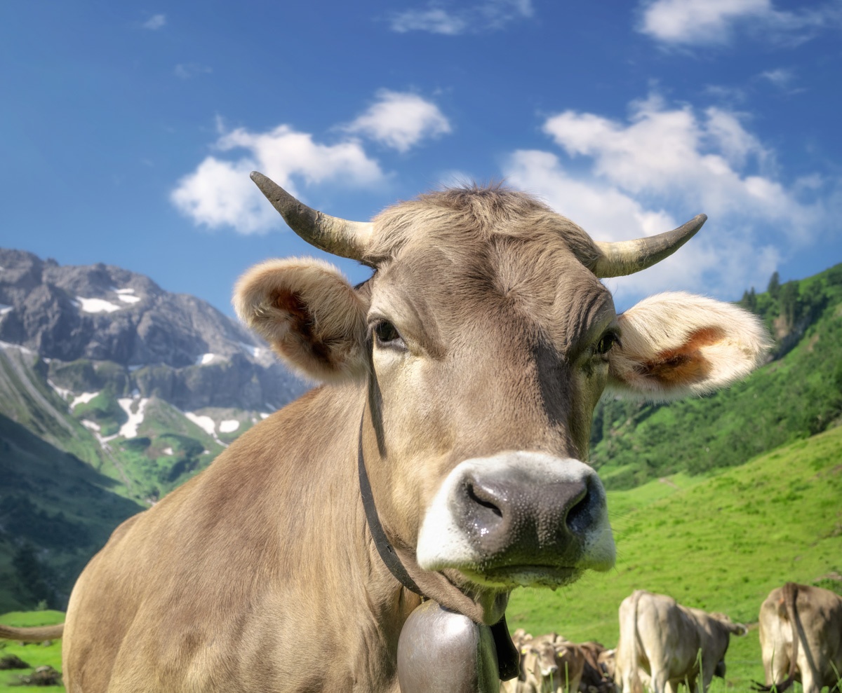 Allgäuer Kühe - 2951 - 19a59757 1 Panorama Allgäu Alpen Berge Kuh Braunvieh Vieh Rind Rinder Kühe Viehscheid Alp Alm Abtrieb Bergsommer Hinterstein Oberallgäu grüne wiesen blauer himmel sonne