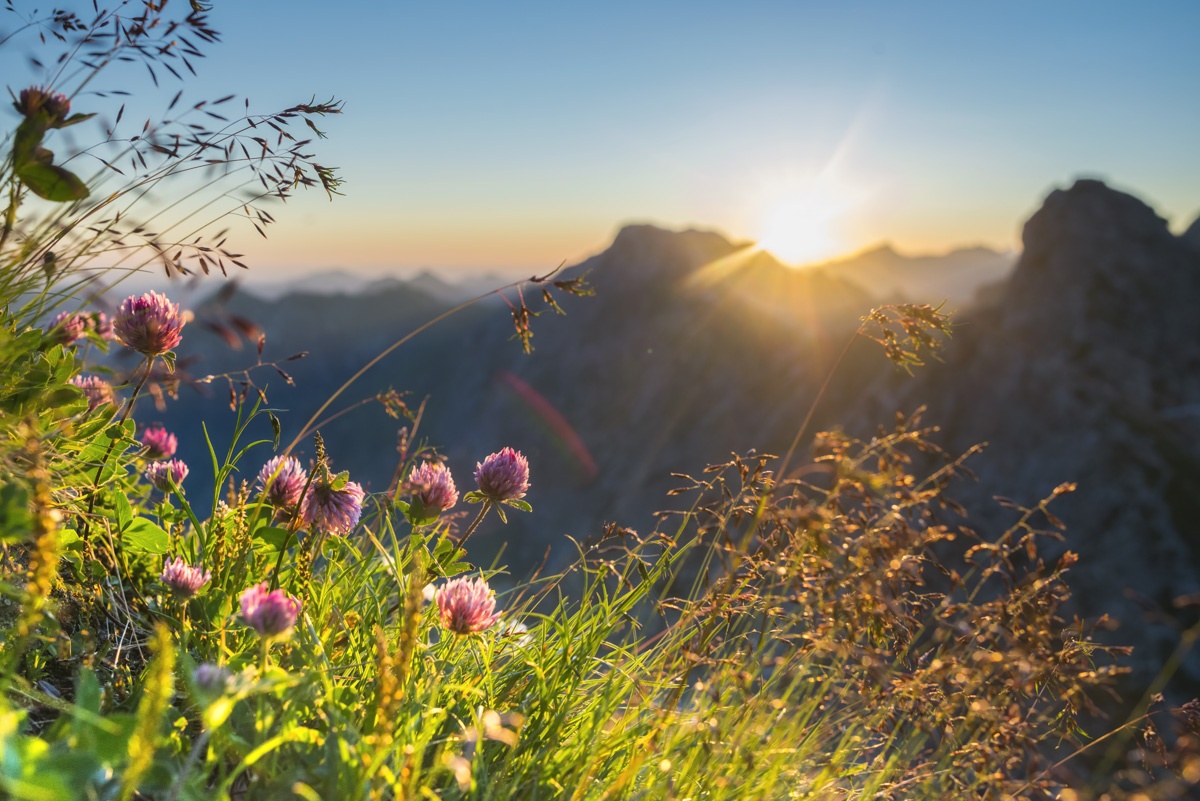 Landschaftsfotograf Panorama Allgäu Alpen Nebelhorn Berge Oberstdorf Sommer Alpenglühen Sonnenuntergang Blumen Bergblumen Oberallgäu grüne wiesen blauer himmel sonne
