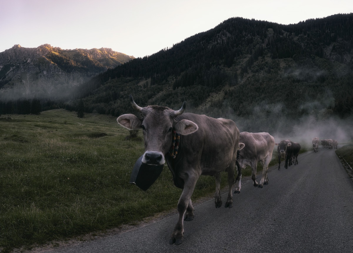 Allgäuer Kühe - 7745 - 8473a106 1 Panorama Allgäu Alpen Berge Kuh Braunvieh Vieh Rind Rinder Kühe Viehscheid Alp Alm Abtrieb Bergsommer Hinterstein Oberallgäu grün schwarz