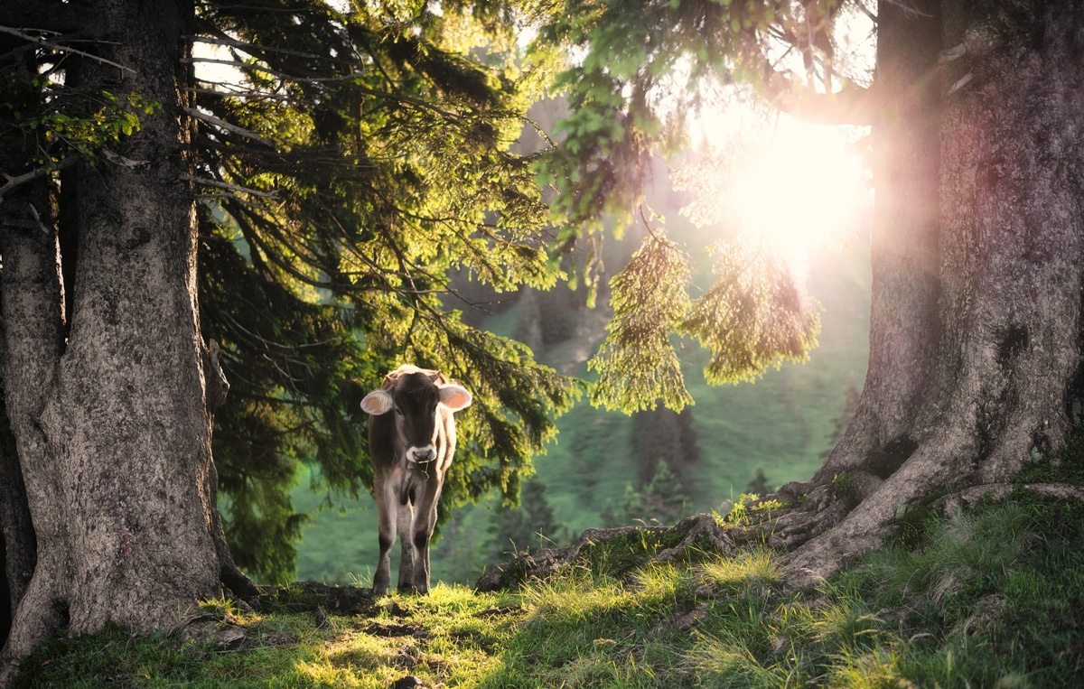 Meine Lieblingsmotive - 8361 - 2828181a 1 Panorama Allgäu Alpen Berge Kuh Braunvieh Vieh Rind Rinder Kühe Viehscheid Alp Alm Abtrieb Bergsommer Oberallgäu grün