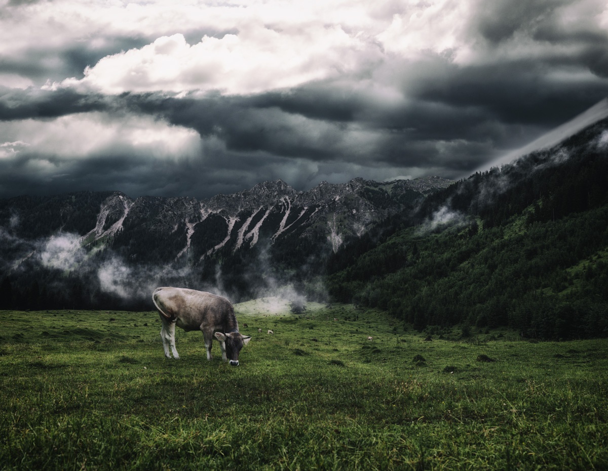 Allgäuer Kühe - 8422 - 430d143d 1 kuhbilder Panorama Allgäu Alpen Berge Kuh Braunvieh Vieh Rind Rinder Kühe Viehscheid Alp Alm Abtrieb Bergsommer Hinterstein Oberallgäu grün schwarz weiß