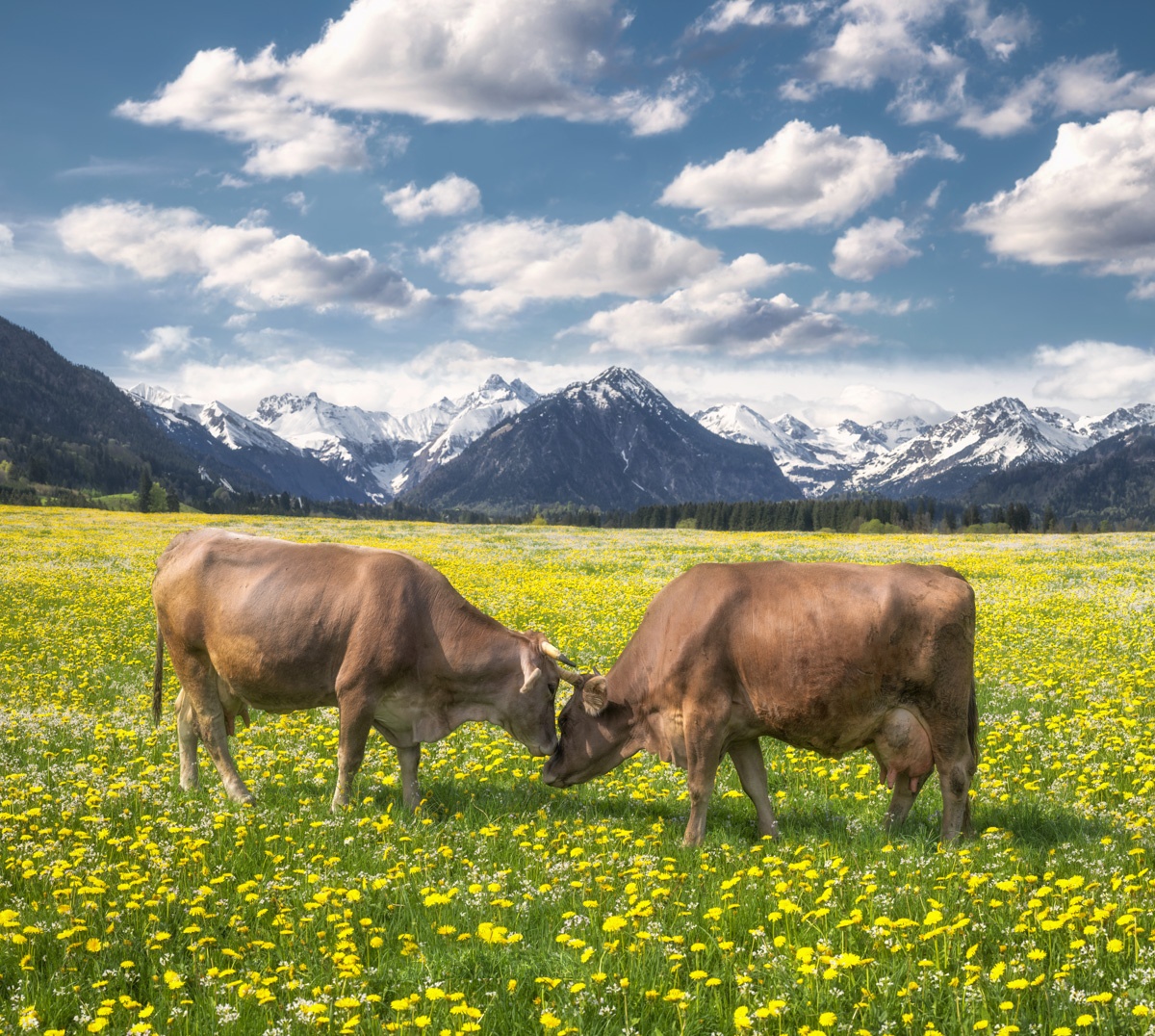 Allgäuer Kühe - 2167 - 8f286545 1 kuhbilder kuhbild kuh bild Allgäu Alpen Oberstdorf Berge Kuh Braunvieh Vieh Rind Rinder Kühe Viehscheid Alp Alm Löwenzahn Frühling Rubi Oberallgäu grüne wiesen blauer himmel sonne