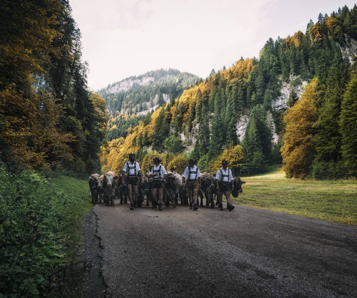 Kuhbilder Allgäu Alpen Berge Kuh Braunvieh Vieh Rind Rinder Kühe Viehscheid Alp Alm Abtrieb Bergsommer Oberstdorf Oberallgäu orange