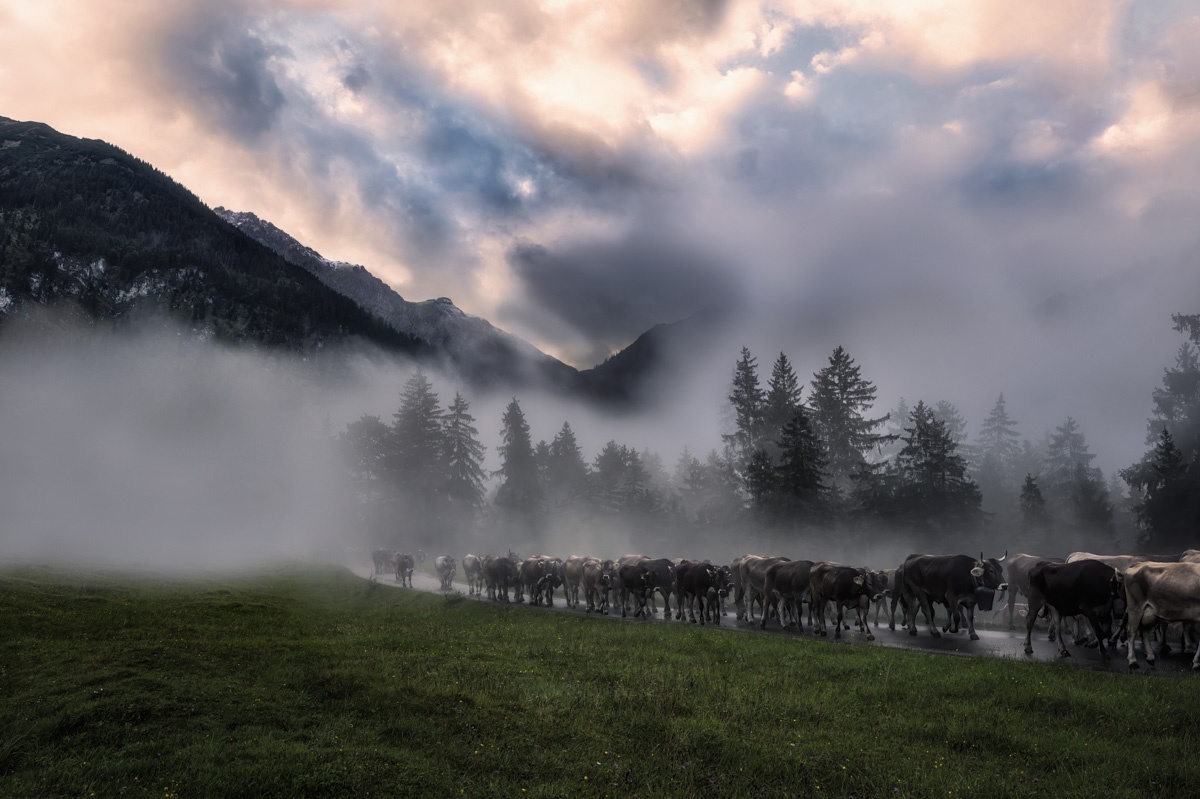 Meine Lieblingsmotive - 1811 - 8e9ec0bc 1 Panorama Allgäu Alpen Berge Kuh Braunvieh Vieh Rind Rinder Kühe Viehscheid Sonnenaufgang Alp Alm Abtrieb Bergsommer Hinterstein Oberallgäu orange schwarz weiß blau sonne