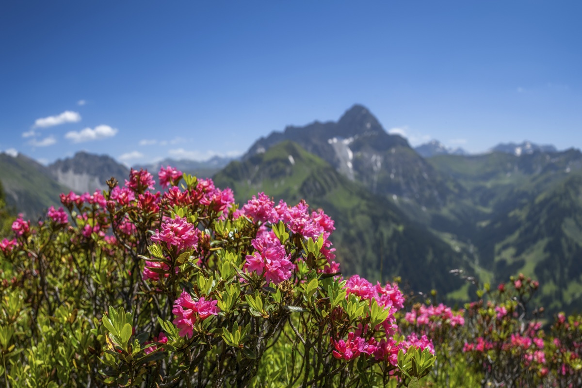 Meine Lieblingsmotive - 4795 - 6206dd11 1 Alpenrosen Allgäu Kleinwalsertal widderstein walmendinger horn Alpen Berge Oberstdorf Sommer Blumen Bergblumen Oberallgäu grüne wiesen blauer himmel sonne