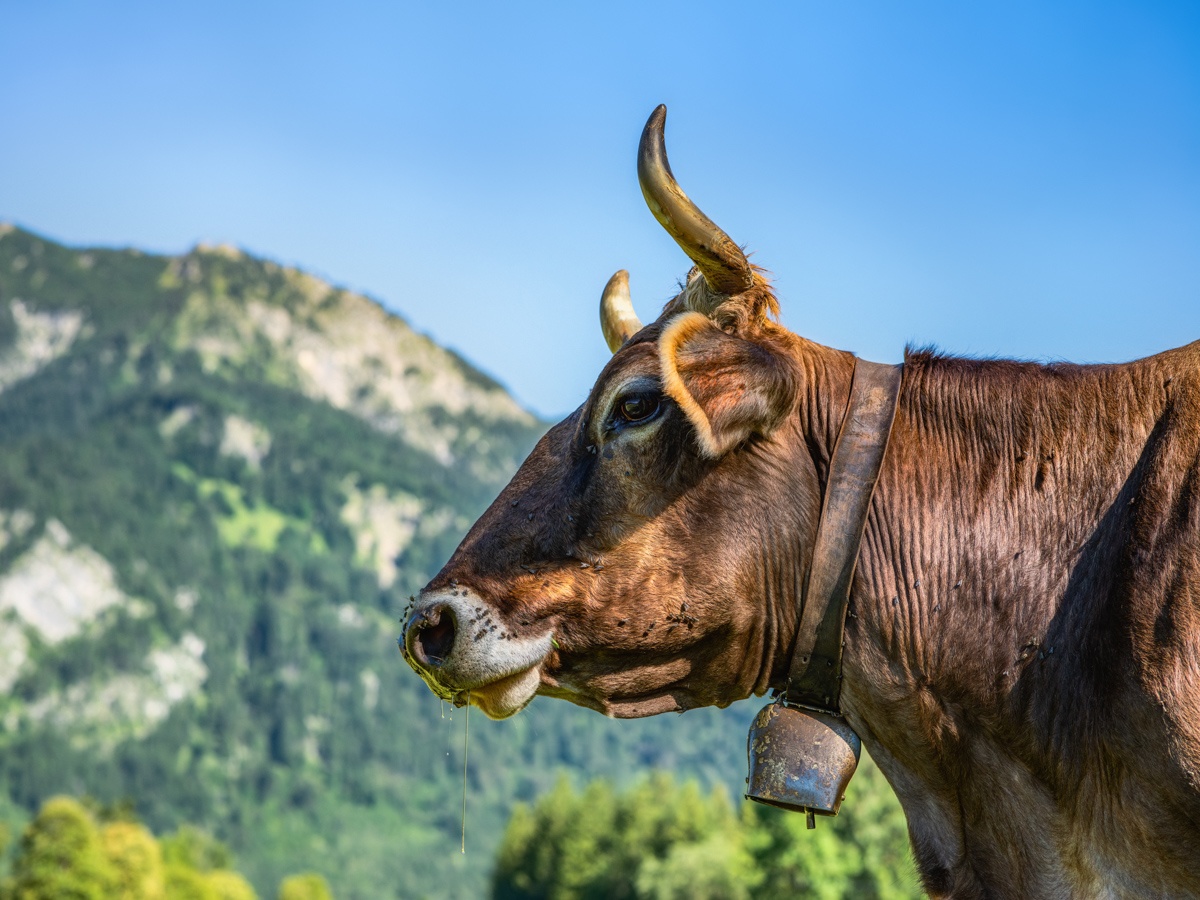 kuhbilder - 4254 - 14ff1b17 1 Allgäu Alpen Kuh Braunvieh Vieh Rind Rinder Kühe sommer grün blau +++_
