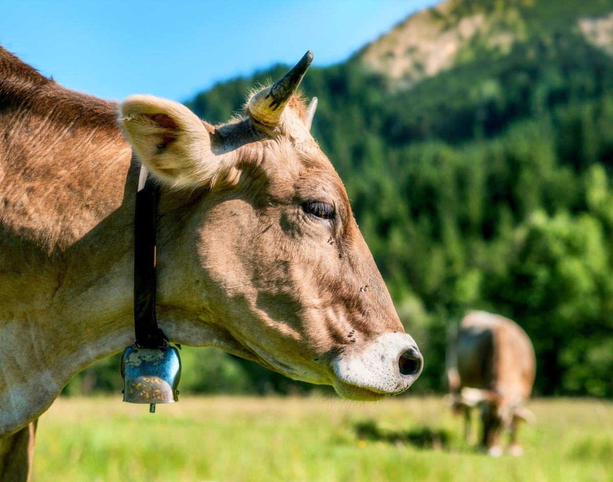 kuhbilder - 4298 - b7c27e6f 1 Allgäu Alpen Kuh Braunvieh Vieh Rind Rinder Kühe sommer grün blau_