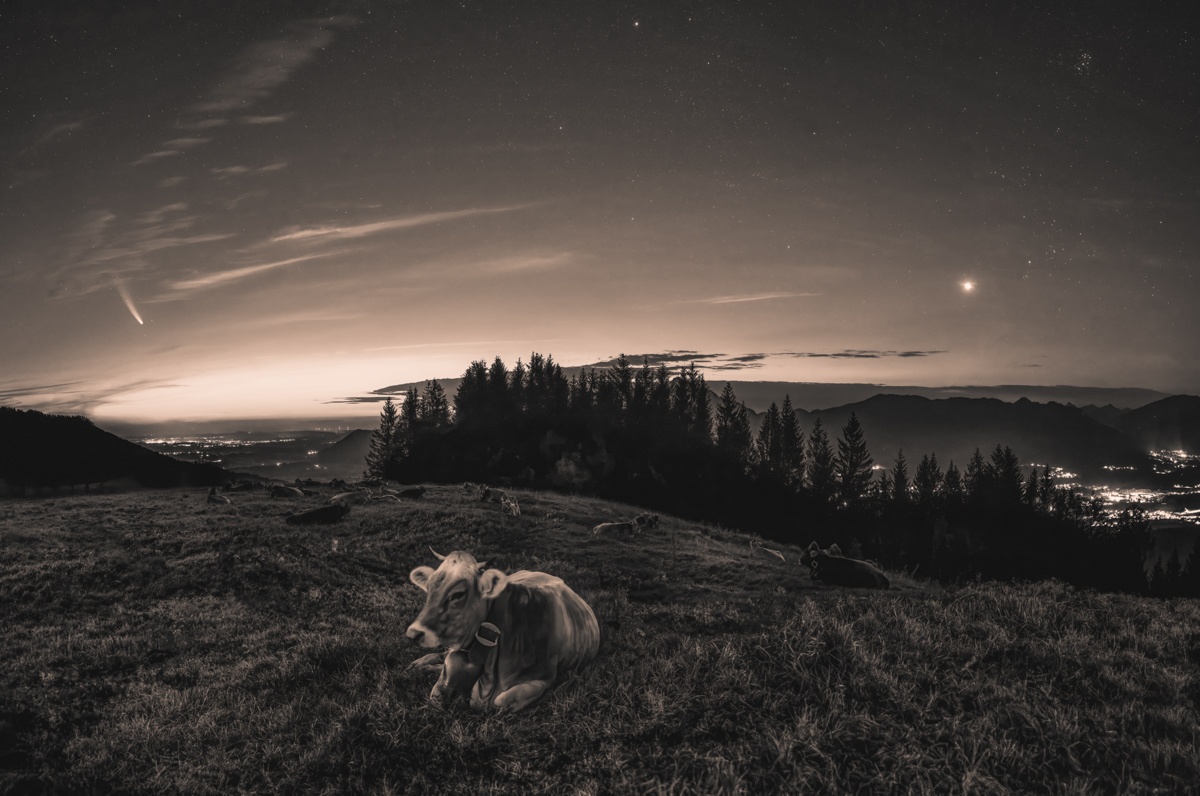 Sepia Kuhbilder - 0825 - 1422af6c 1 kuhbilder leinwand sepia wandbilder foto kaufen Berge Kuh Braunvieh Vieh Rind Rinder Kühe Viehscheid Alp Alm Abtrieb Bergsommer Nacht Neowise Oberallgäu blau