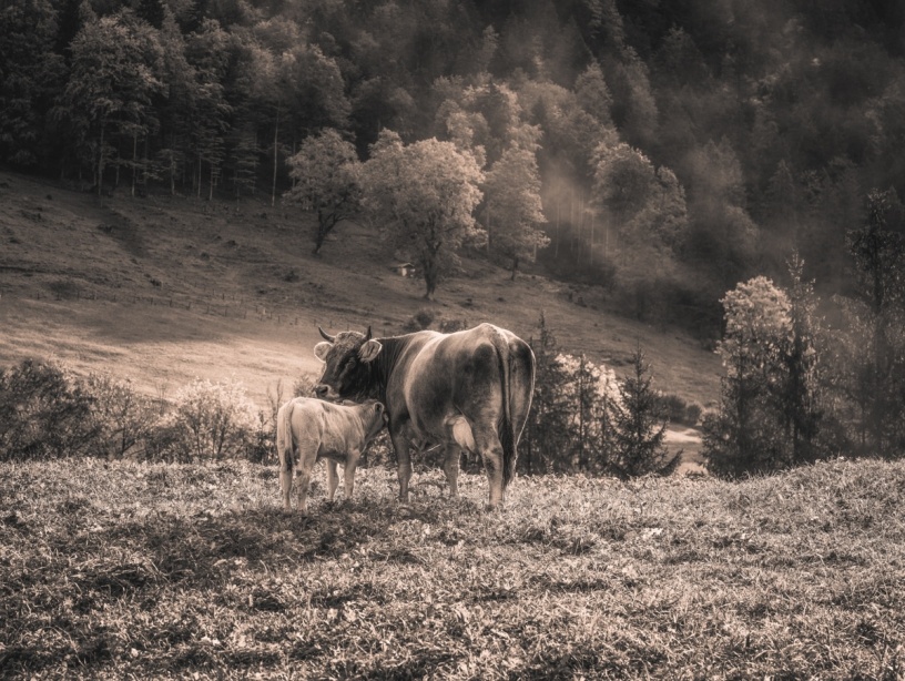 Sepia Kuhbilder - 1695 - cfdb592e 1 kuhbilder leinwand sepia wandbilder foto kaufen Berge Kuh Braunvieh Vieh Rind Rinder Kühe Viehscheid Alp Alm Abtrieb Bergsommer Oberallgäu