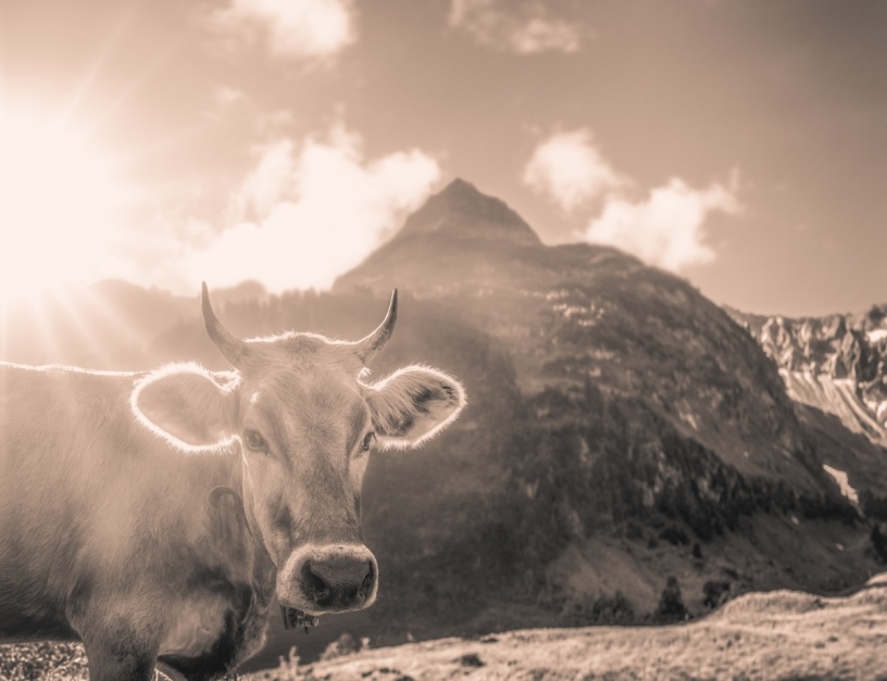 Sepia Kuhbilder - 2912 - fe002e2b 1 kuhbilder leinwand sepia wandbilder foto kaufen Berge Kuh Braunvieh Vieh Rind Rinder Kühe Viehscheid Alp Alm Abtrieb Bergsommer Hinterstein Oberallgäu wiesen himmel sonne
