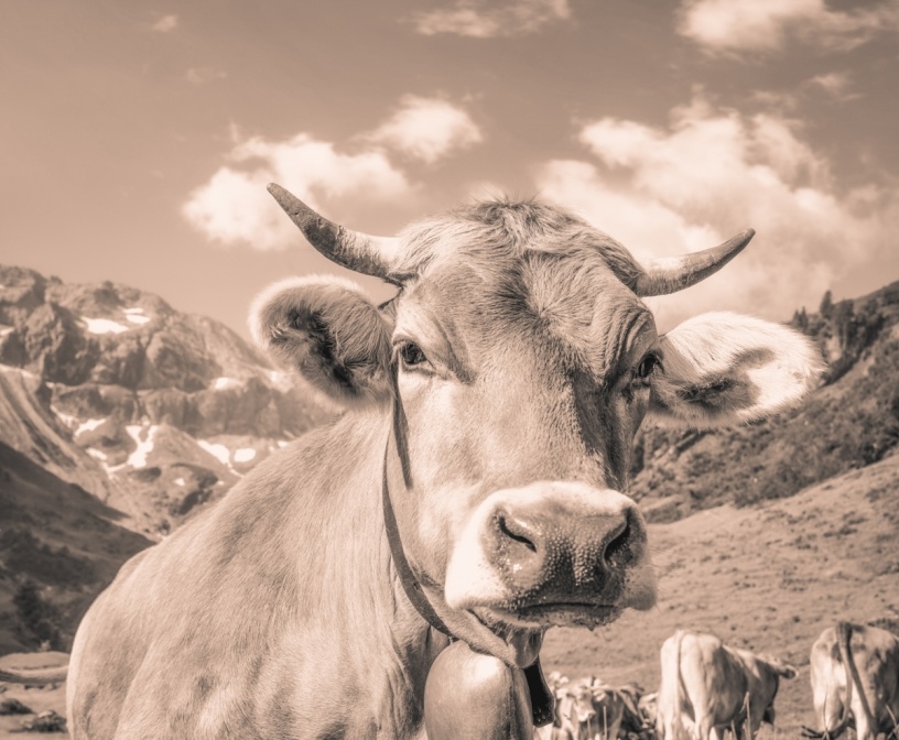 kuhbilder leinwand sepia wandbilder foto kaufen Berge Kuh Braunvieh Vieh Rind Rinder Kühe Viehscheid Alp Alm Abtrieb Bergsommer Hinterstein Oberallgäu wiesen himmel sonne