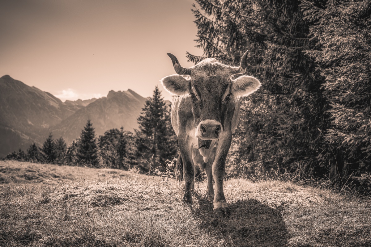 Sepia Kuhbilder - 2965 - 9565302c 1 kuhbilder leinwand sepia wandbilder foto kaufen Berge Kuh Braunvieh Vieh Rind Rinder Kühe Viehscheid Alp Alm Abtrieb Bergsommer Hinterstein Oberallgäu wiesen himmel sonne