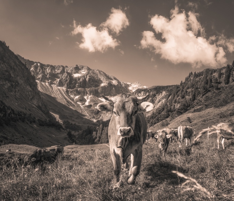kuhbilder leinwand sepia wandbilder foto kaufen Kuh Bild Allgäu Alpen Berge Kuh Braunvieh Vieh Rind Kühe Viehscheid Alp Alm Bergsommer Bärgündle Hinterstein