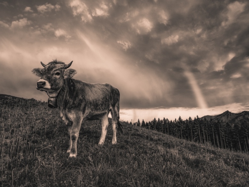 kuhbilder leinwand sepia wandbilder foto kaufen Berge Kuh Braunvieh Vieh Rind Rinder Kühe Viehscheid Alp Alm Abtrieb Bergsommer Regenbogen Oberstdorf Himmel Oberallgäu wiesen himmel