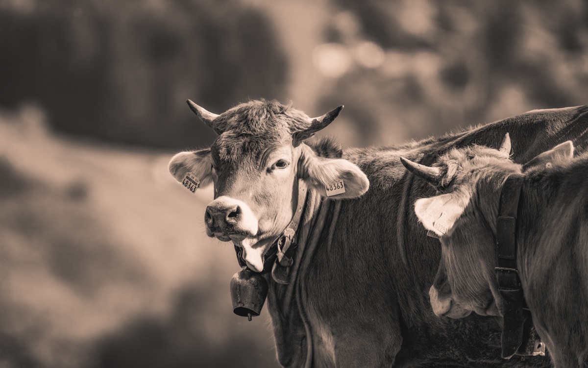 Sepia Kuhbilder - 5836 - 9cd6baf6 1 kuhbilder leinwand sepia wandbilder foto kaufen Berge Kuh Braunvieh Vieh Rind Rinder Kühe Viehscheid Alp Alm Abtrieb Bergsommer Oberstdorf Oberallgäu