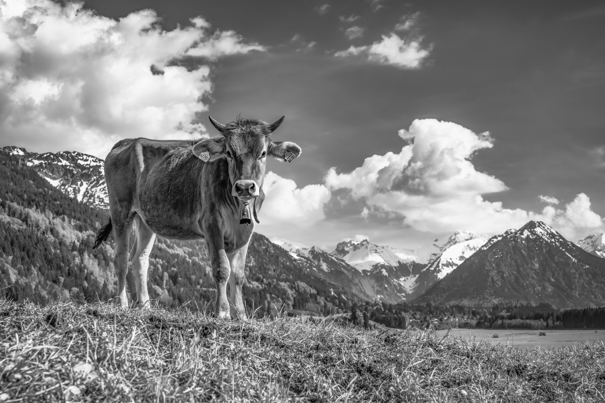 Schwarz Weiß Kuhbilder - 6006 - a1833722 1 kuhbilder leinwand schwarz weiß wandbilder foto kaufen Berge Kuh Braunvieh Vieh Rind Rinder Kühe Viehscheid Alp Alm Abtrieb Bergsommer Oberstdorf Oberallgäu wiesen himmel sonne