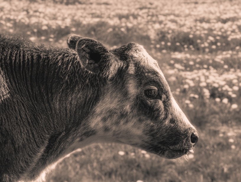 kuhbilder leinwand sepia wandbilder foto kaufen ten Berge Kuh Braunvieh Vieh Rind Rinder Kühe Viehscheid Alp Alm Löwenzahn Frühling Rettenberg Oberallgäu wiesen himmel