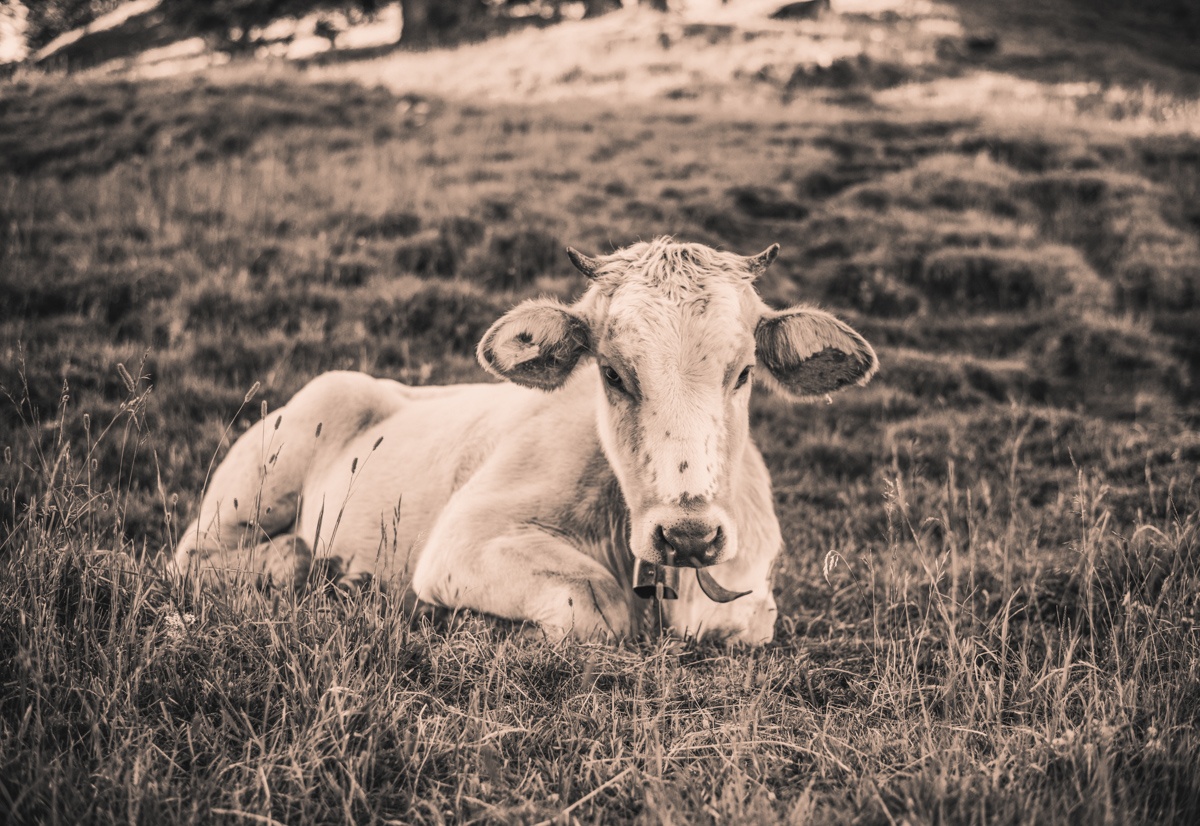 Sepia Kuhbilder - 8352 - 6735618b 1 kuhbilder leinwand sepia wandbilder foto kaufen Berge Kuh Braunvieh Vieh Rind Rinder Kühe Viehscheid Alp Alm Abtrieb Bergsommer Oberallgäu