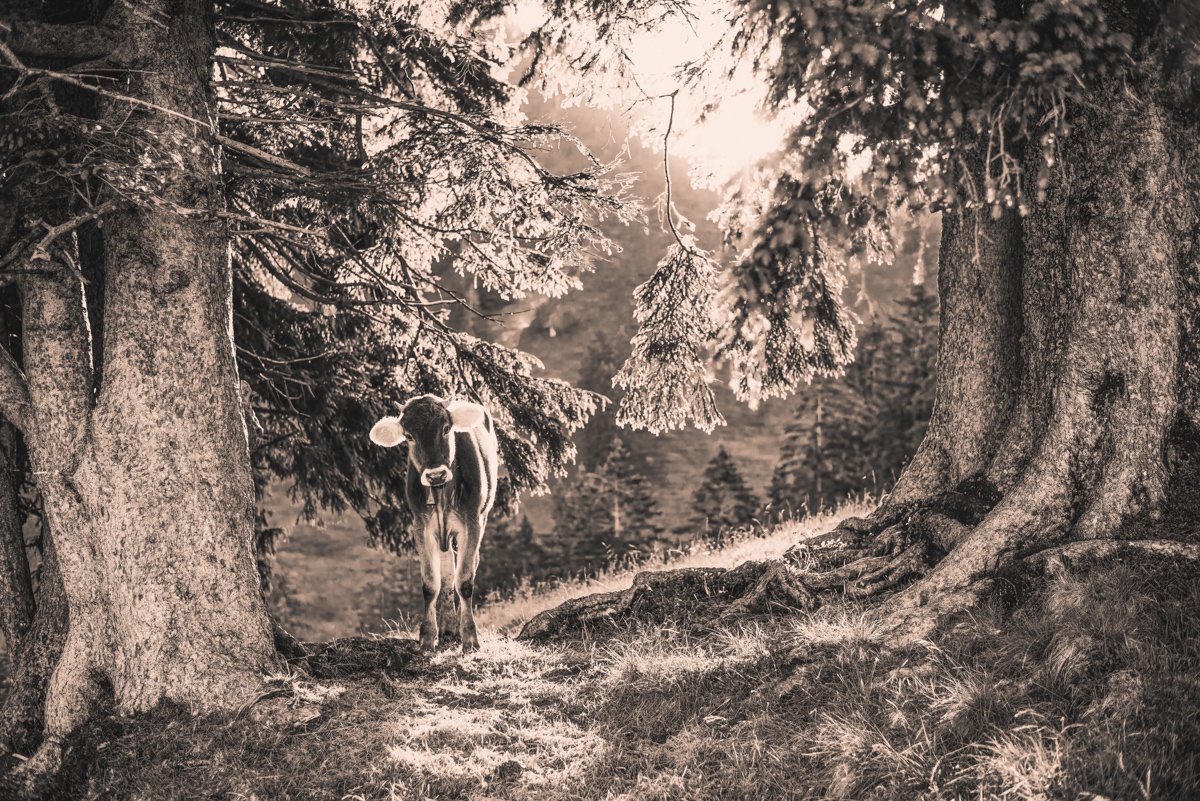 Sepia Kuhbilder - 8357 - 513b6718 1 kuhbilder leinwand sepia wandbilder foto kaufen Allgäu Alpen Berge Kuh Braunvieh Vieh Rind Rinder Kühe Viehscheid Alp Alm Abtrieb Bergsommer Oberallgäu