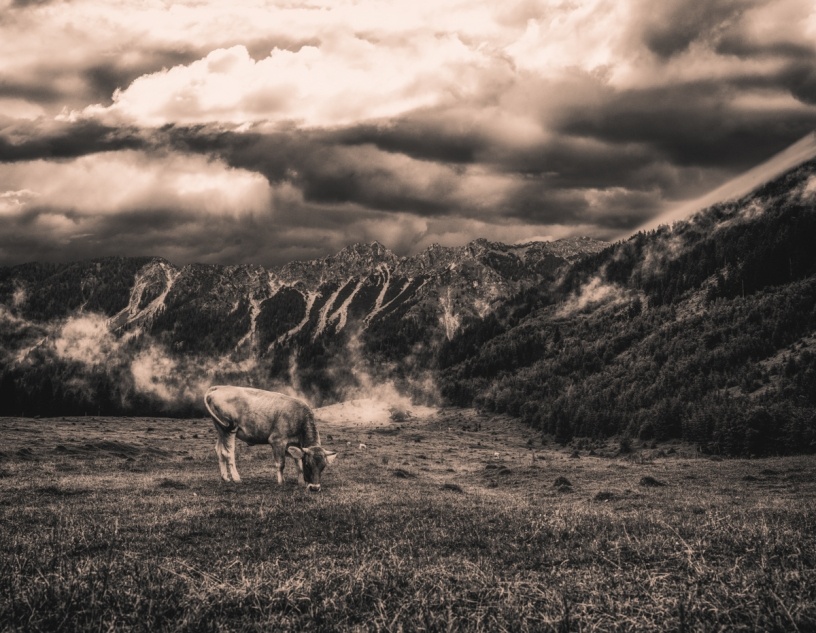 kuhbilder leinwand sepia wandbilder foto kaufen Berge Kuh Braunvieh Vieh Rind Rinder Kühe Viehscheid Alp Alm Abtrieb Bergsommer Hinterstein Oberallgäu weiß
