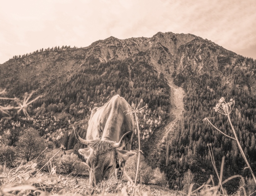 kuhbilder leinwand sepia wandbilder foto kaufen Berge Kuh Braunvieh Vieh Rind Rinder Kühe Viehscheid Alp Alm Abtrieb Herbst Hinterstein Oberallgäu