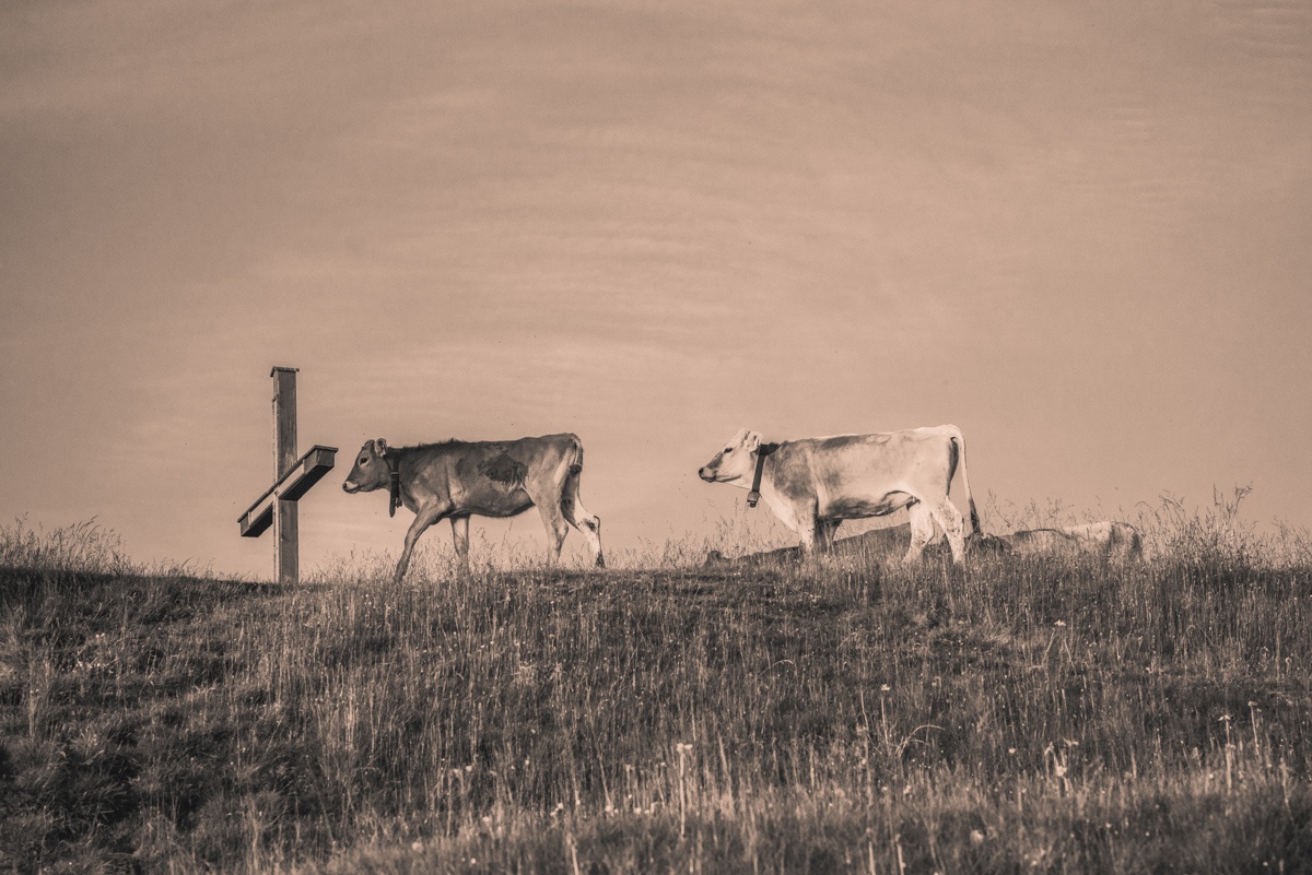 Sepia Kuhbilder - 9045 - b2298d83 1 kuhbilder leinwand sepia wandbilder foto kaufen Berge Kuh Braunvieh Vieh Rind Rinder Kühe Viehscheid Alp Alm Abtrieb Bergsommer Oberallgäu himmel sonne