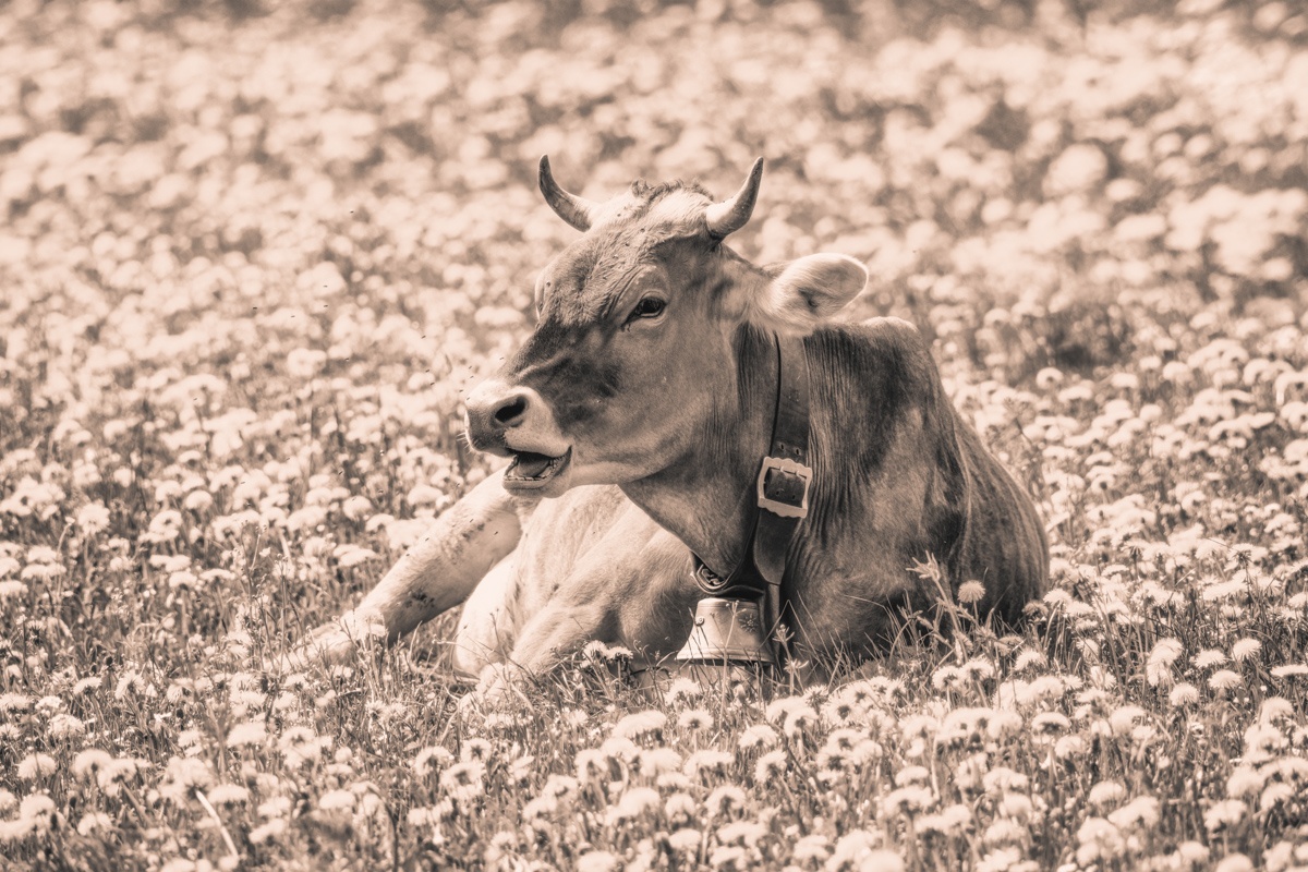 Sepia Kuhbilder - 9128 - 48857747 1 kuhbilder leinwand sepia wandbilder foto kaufen Allgäu Alpen Kuh Braunvieh Vieh Rind Rinder Kühe Alp Alm Löwenzahn Frühling Oberallgäu wiesen himmel