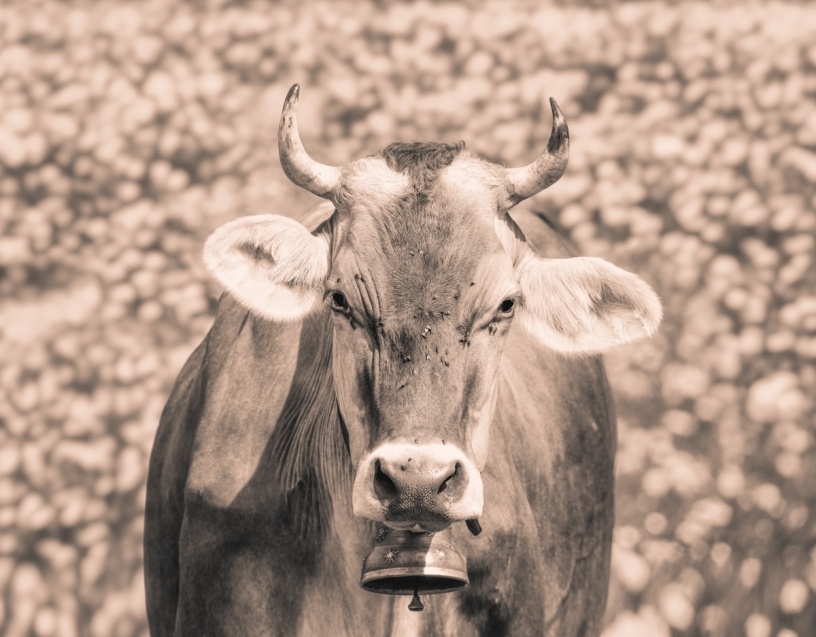 Sepia Kuhbilder - 9180 - e5ed4db5 1 kuhbilder leinwand sepia wandbilder foto kaufen Allgäu Alpen Kuh Braunvieh Vieh Rind Rinder Kühe Alp Alm Löwenzahn Frühling Oberallgäu wiesen himmel