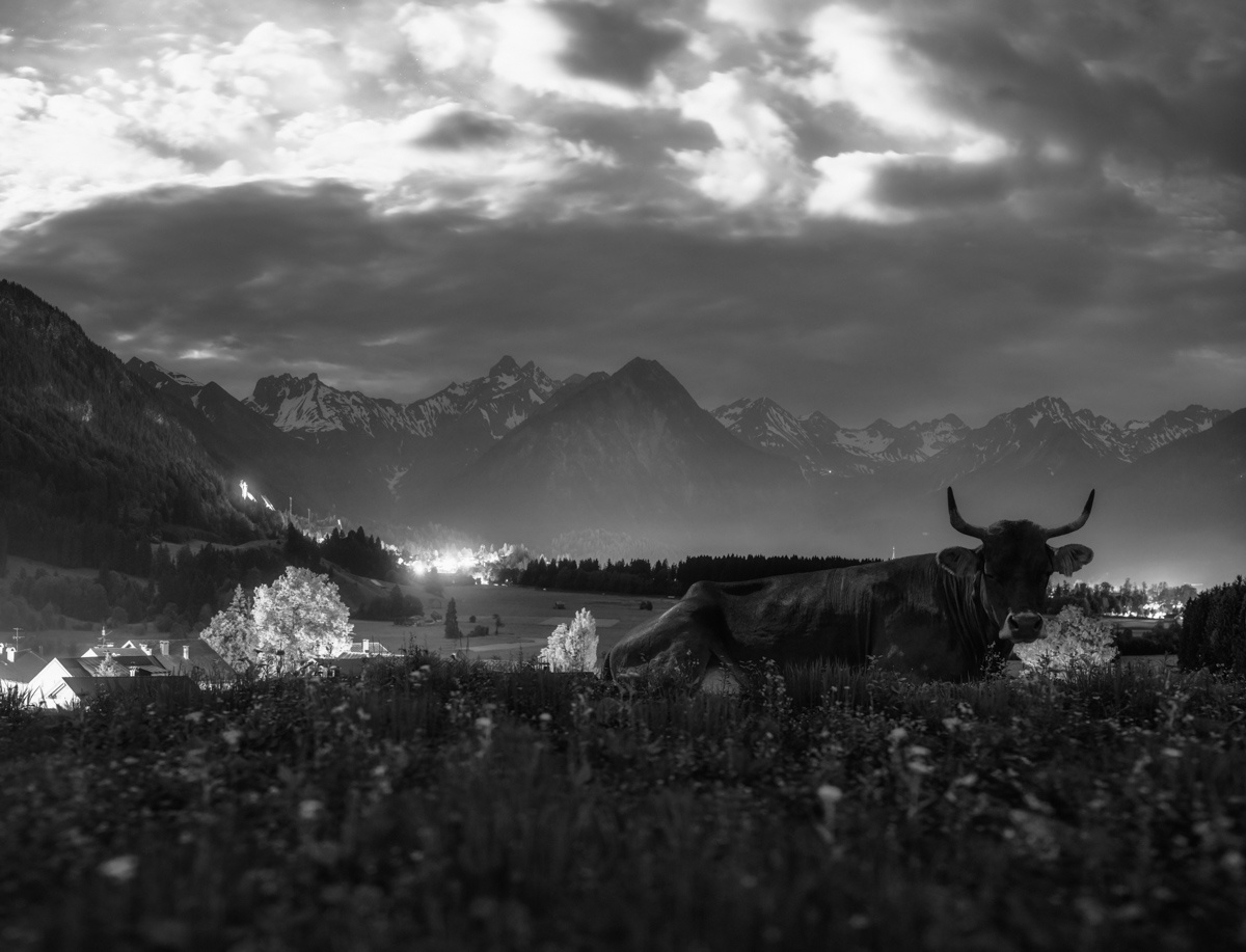 Schwarz Weiß Kuhbilder - 1514 - b21c221e 1 kuhbilder leinwand schwarz weiß wandbilder foto kaufen Berge Kuh Braunvieh Vieh Rind Rinder Kühe Viehscheid Alp Alm Abtrieb Bergsommer Nacht Vollmond Rubi Oberstdorf Oberallgäu