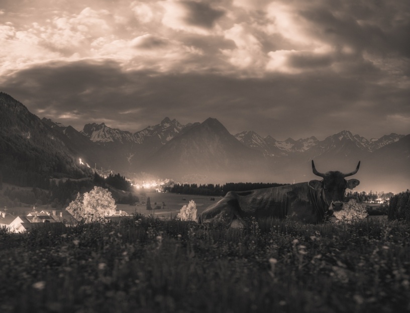 Sepia Kuhbilder - 1514 - 8d7c784b 1 kuhbilder leinwand sepia wandbilder foto kaufen Berge Kuh Braunvieh Vieh Rind Rinder Kühe Viehscheid Alp Alm Abtrieb Bergsommer Nacht Vollmond Rubi Oberstdorf Oberallgäu