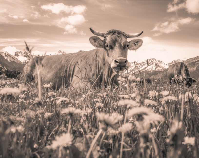 kuhbilder leinwand sepia wandbilder foto kaufen Oberstdorf Berge Kuh Braunvieh Vieh Rind Rinder Kühe Viehscheid Alp Alm Löwenzahn Frühling Rubi Oberallgäu wiesen himmel sonne