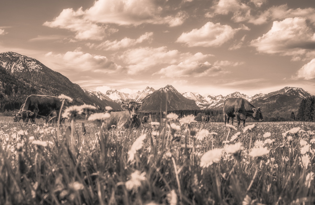 Sepia Kuhbilder - 1771 - 45d7038f 1 kuhbilder leinwand sepia wandbilder foto kaufen Oberstdorf Berge Kuh Braunvieh Vieh Rind Rinder Kühe Viehscheid Alp Alm Löwenzahn Frühling Rubi Oberallgäu wiesen himmel sonne