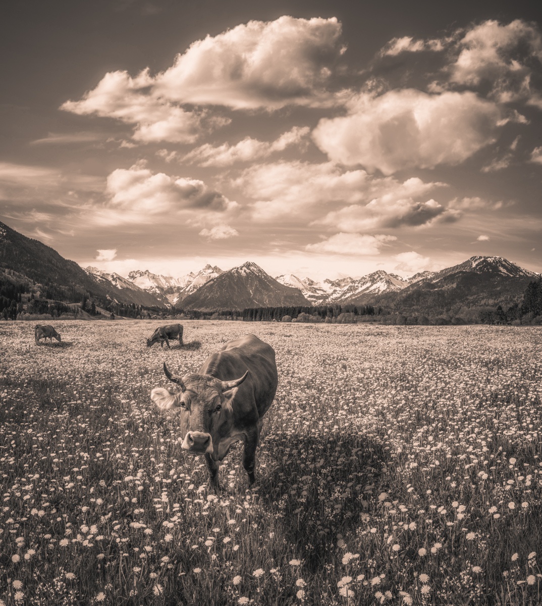 Sepia Kuhbilder - 1969 - 5e5f68ce 1 kuhbilder leinwand sepia wandbilder foto kaufen Oberstdorf Berge Kuh Braunvieh Vieh Rind Rinder Kühe Viehscheid Alp Alm Löwenzahn Frühling Rubi Oberallgäu wiesen himmel sonne