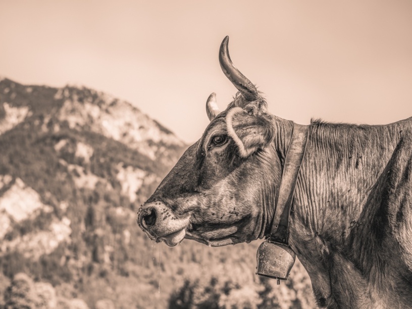 kuhbilder leinwand sepia wandbilder foto kaufen Allgäu Alpen Kuh Braunvieh Vieh Rind Rinder Kühe Alp Alm Löwenzahn Frühling Oberallgäu wiesen himmel