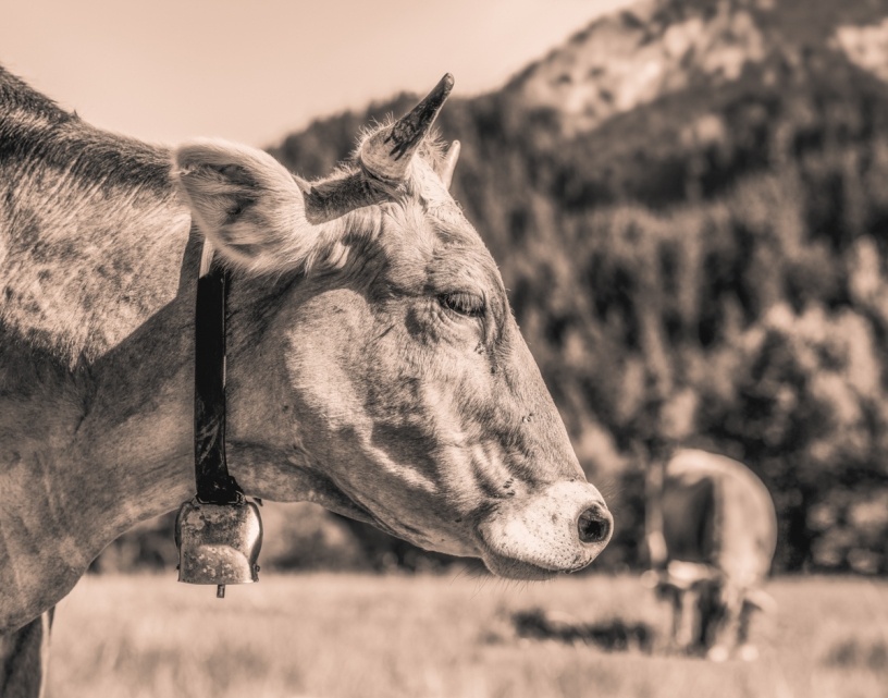 Sepia Kuhbilder - 4298 - 3772e596 1 kuhbilder leinwand sepia wandbilder foto kaufen Berge Kuh Braunvieh Vieh Rind Rinder Kühe Bergsommer sommer