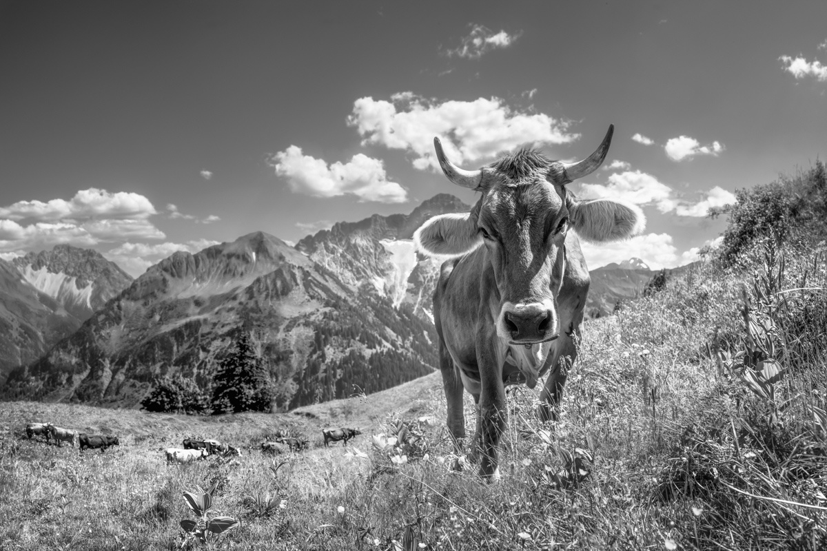 Schwarz Weiß Kuhbilder - 5102 - 0a3caff5 1 kuhbilder leinwand schwarz weiß wandbilder foto kaufen Berge Sommer nebelhorn kuhbild kuh mit Hörnern bergsommer Kleinwalsertal Widderstein Walmendinger Horn wolken
