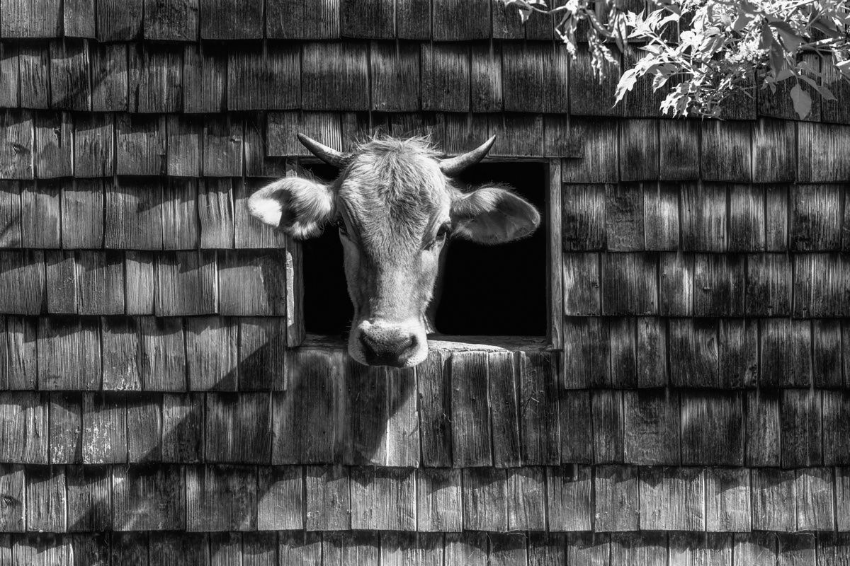 Schwarz Weiß Kuhbilder - 5755 - a7a69b2e 1 kuhbilder leinwand schwarz weiß wandbilder foto kaufen Berge Kuh Braunvieh Vieh Rind Rinder Kühe Viehscheid Alp Alm Abtrieb Bergsommer