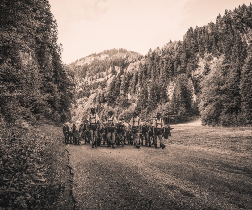 kuhbilder leinwand sepia wandbilder foto kaufen Berge Kuh Braunvieh Vieh Rind Rinder Kühe Viehscheid Alp Alm Abtrieb Bergsommer Oberstdorf Oberallgäu orange