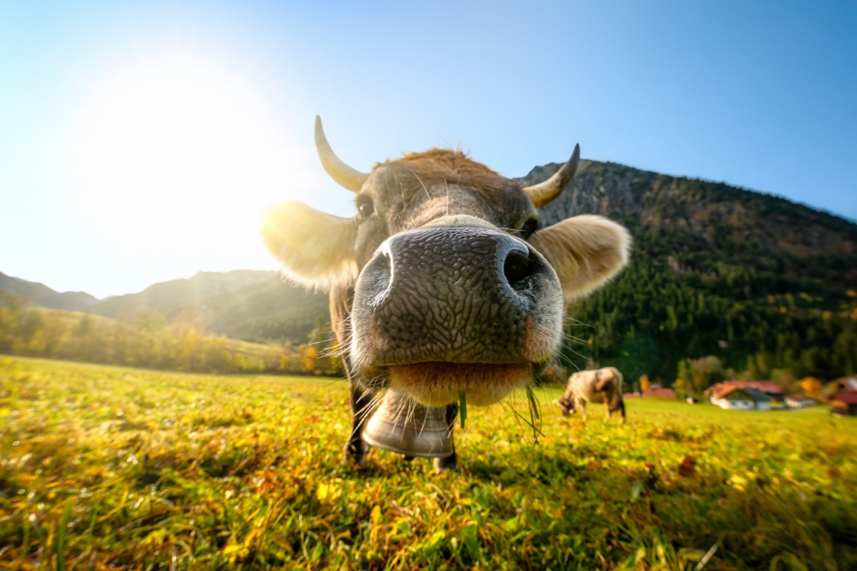LIEBLINGSBILDER - 8885 - 6901017a 1 885 Herbst Allgäu Kuh Bild Kuhbilder blau Bad Hindelang Hinterstein