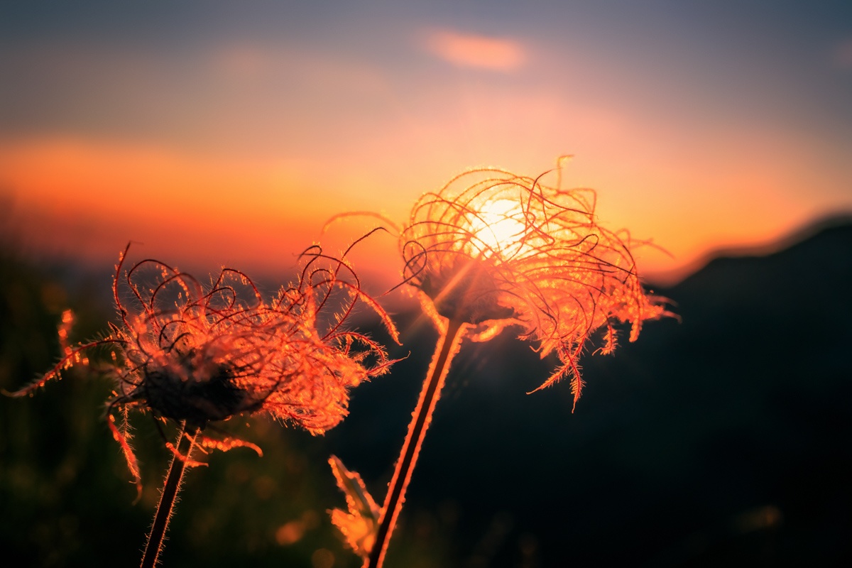 LIEBLINGSBILDER - 0020 - 198b1e9c 1 020 Sommer Allgäu Berge wilde männle blumen blumenbilder orange rot Oberstdorf Sonnenuntergang