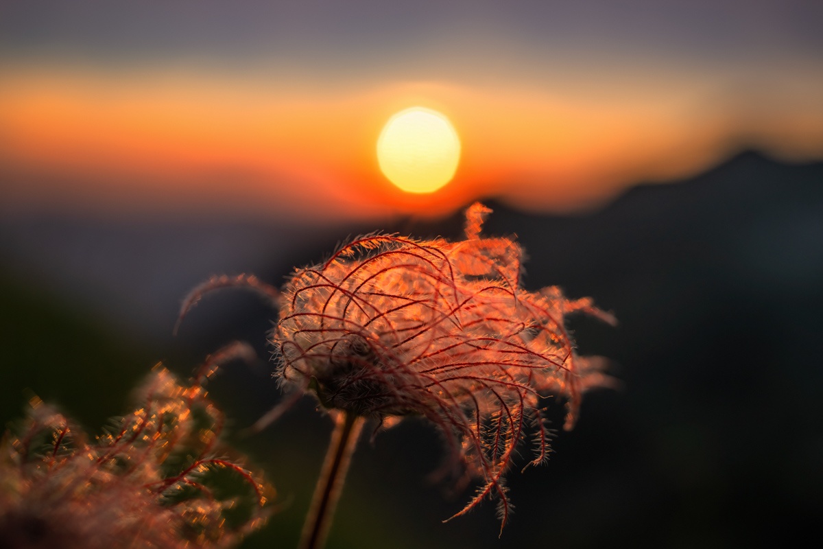 LIEBLINGSBILDER - 0070 - e04f40b5 1 070 Sommer Allgäu Berge wilde männle blumen blumenbilder orange rot Oberstdorf Sonnenuntergang