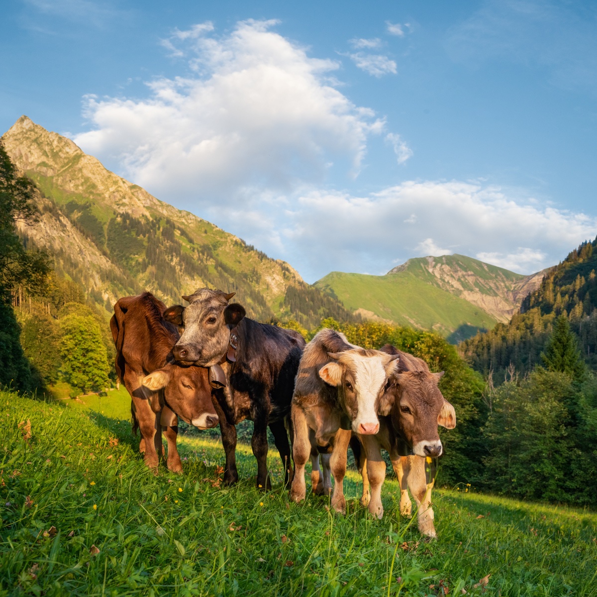 KUHBILDER - 4003 - 0b1ab76a 1 003 Sommer Allgäu Berge Kuh Bild Kuhbilder blau grün Oberstdorf Höfats Gerstruben Dietersbach
